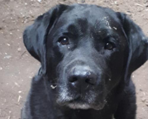 labrador på gaden: Kender du en, der savner sin hund?